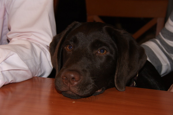 Senna foto