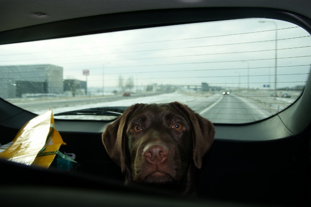 Senna foto