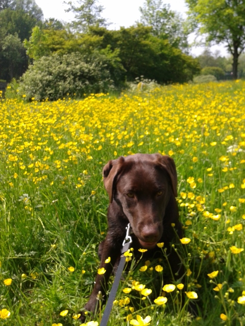 Senna foto