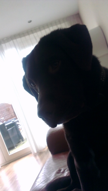 Senna foto