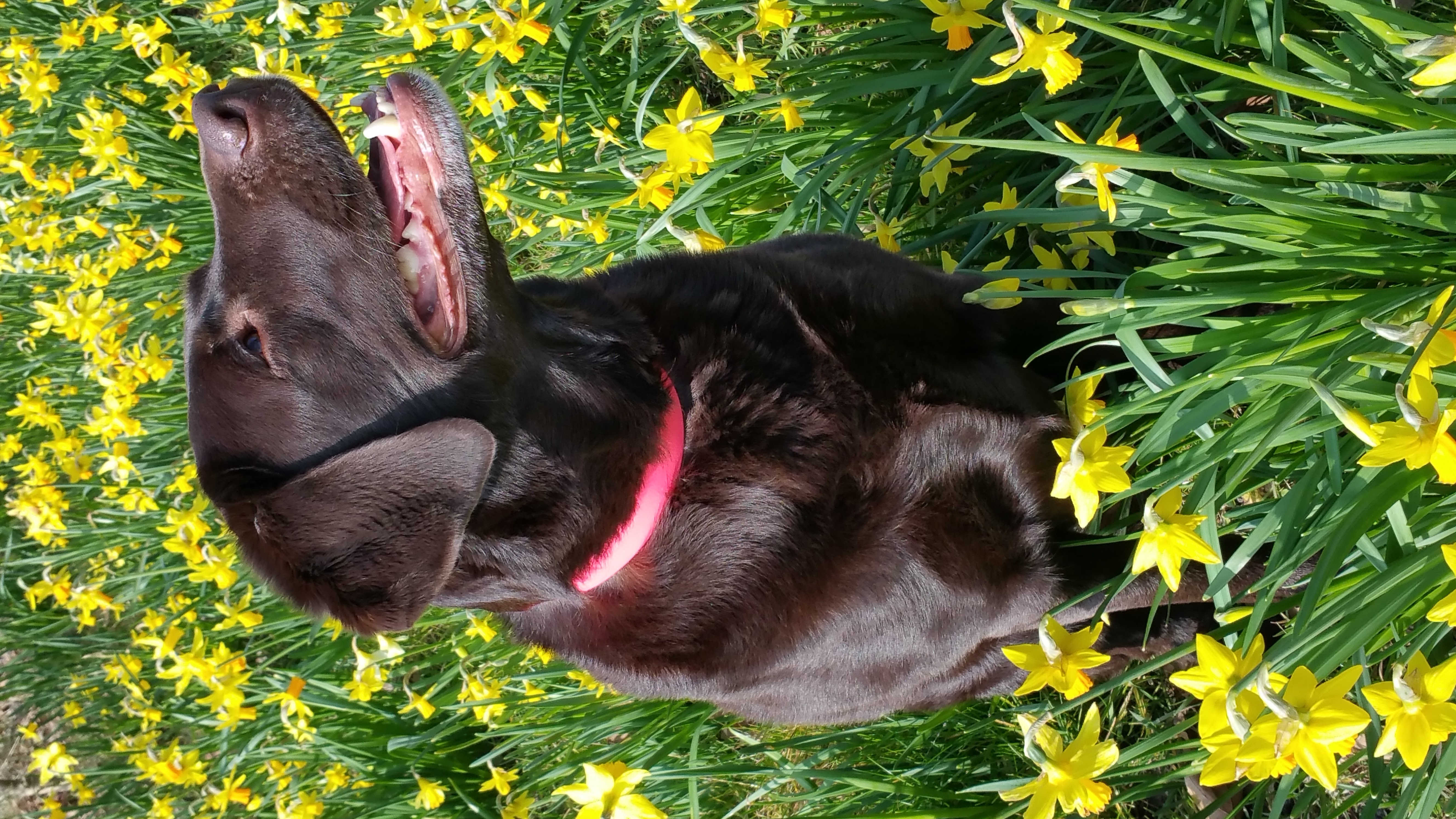 Senna foto