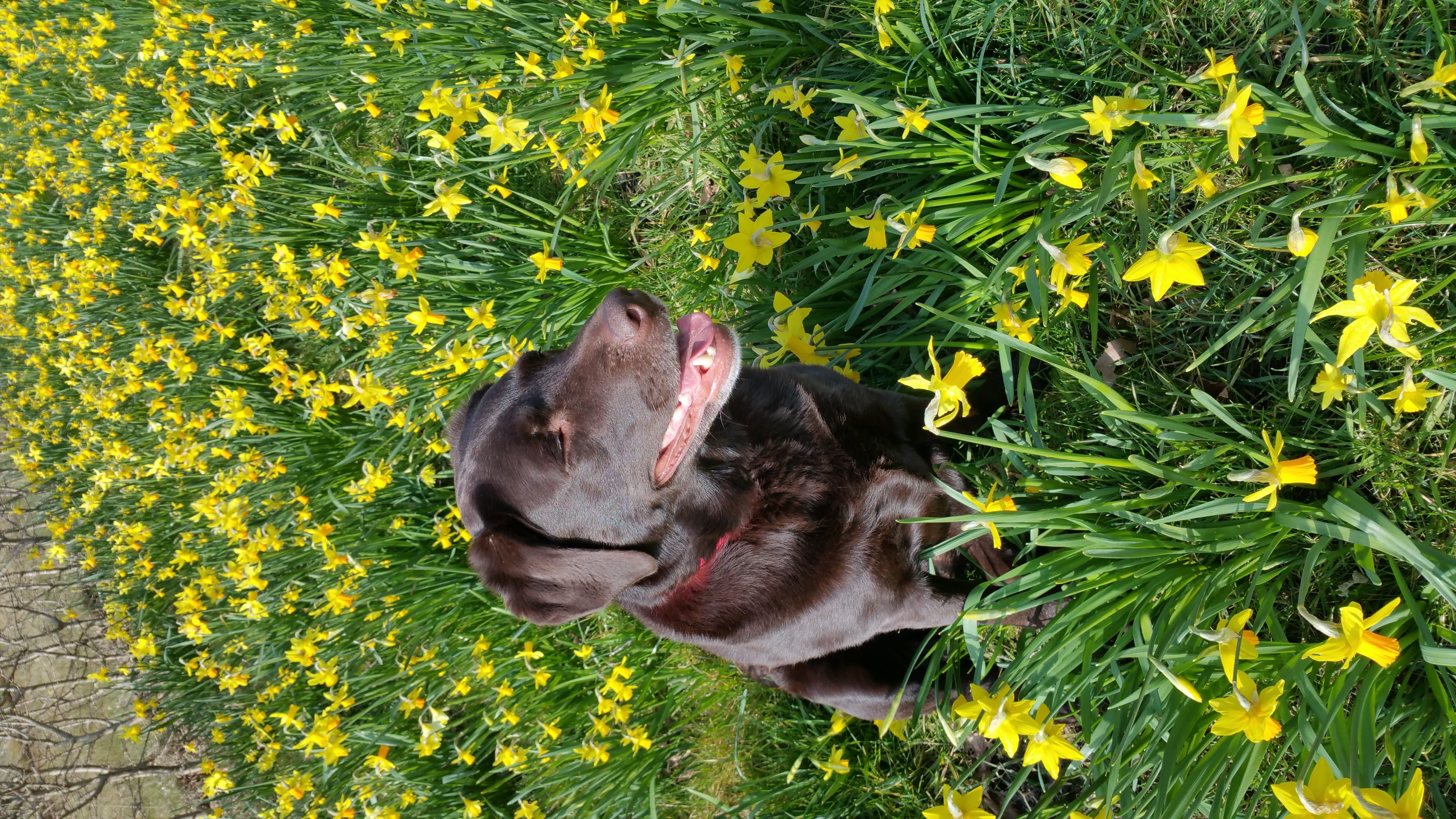 Senna foto