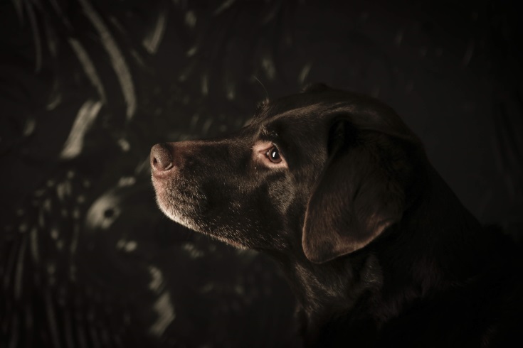 Senna foto