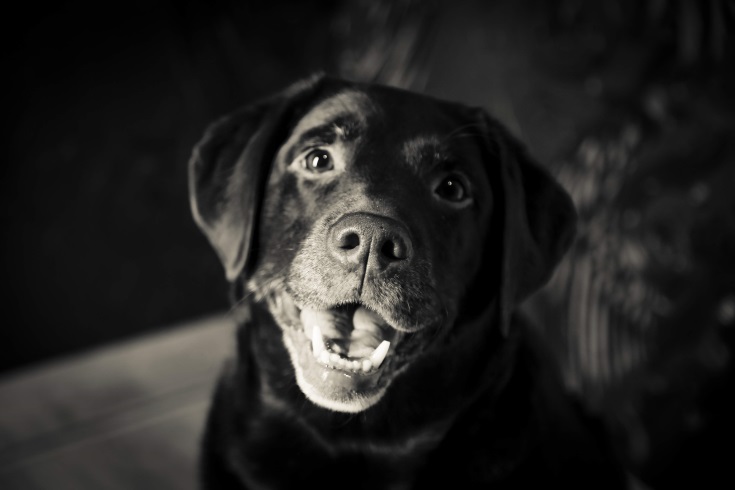 Senna foto
