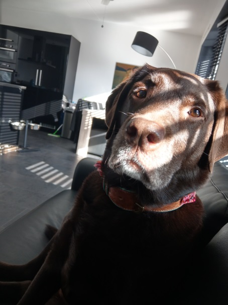 Senna foto
