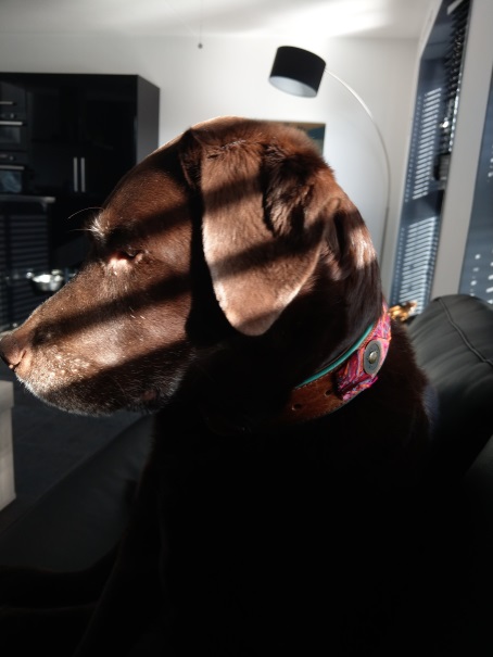 Senna foto