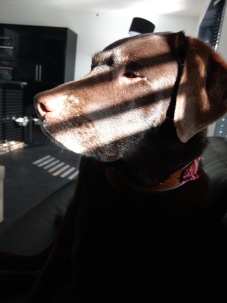 Senna foto
