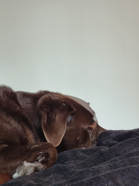 Senna foto
