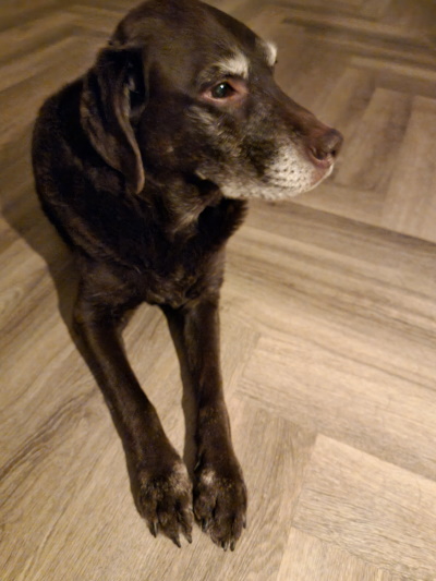 Senna foto