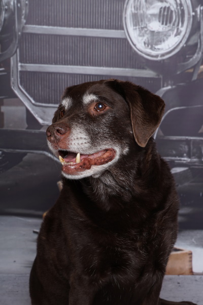 Senna foto