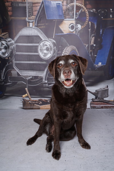 Senna foto