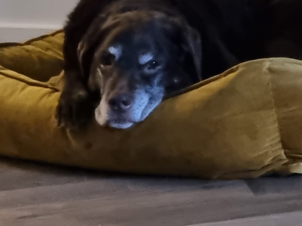 Senna foto
