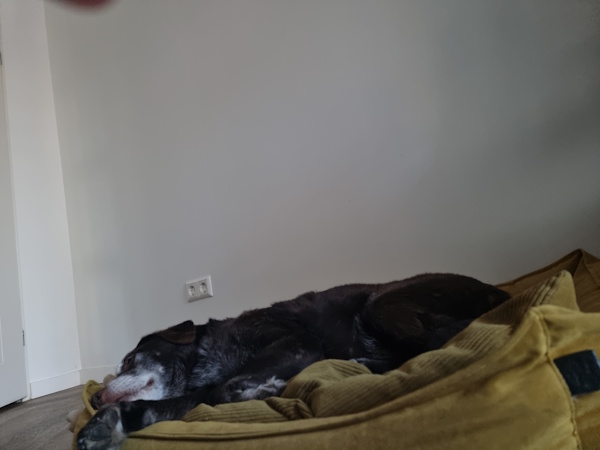 Senna foto